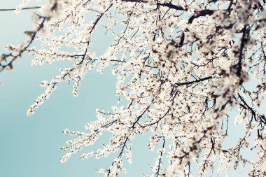 Doğal bahar arka plan mavi gökyüzünde karşı beyaz çiçekleri kaplı ağaç dalları