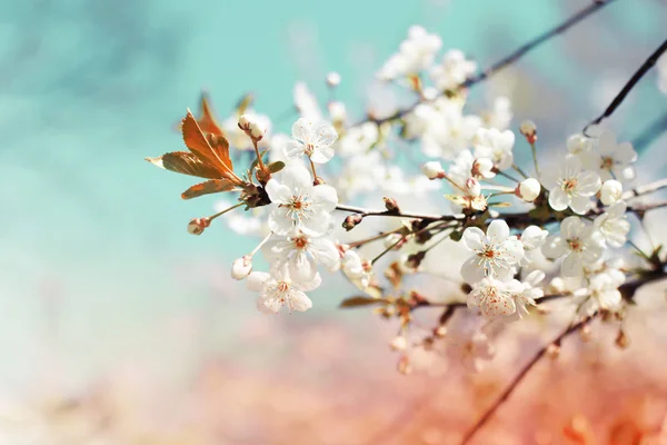 Zbliżenie Kwiatów Drzewo Tle Naturalny Wiosenny — Zdjęcie stockowe