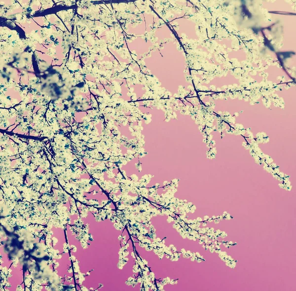 Branches Arbres Couvertes Fleurs Blanches Sur Ciel Rose Tonique Printemps — Photo