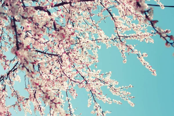 Äste Bedeckt Mit Weißen Blüten Vor Blauem Himmel Natürlichen Frühlingshintergrund — Stockfoto
