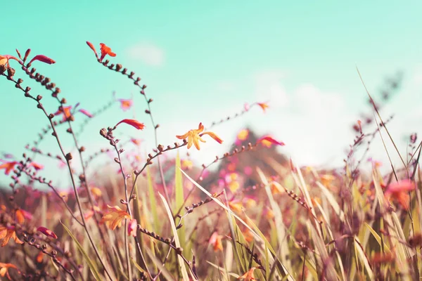Beautiful Flowering Summer Meadow Countryside Landscape — Stock Photo, Image