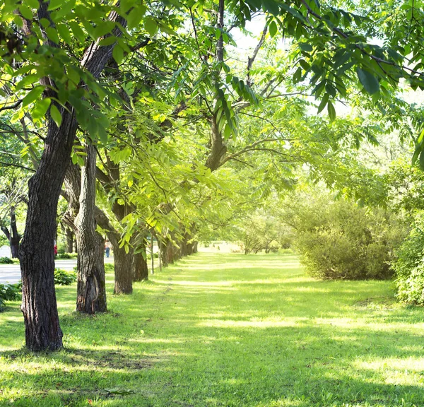 田園風景の中の美しい緑夏の庭 — ストック写真