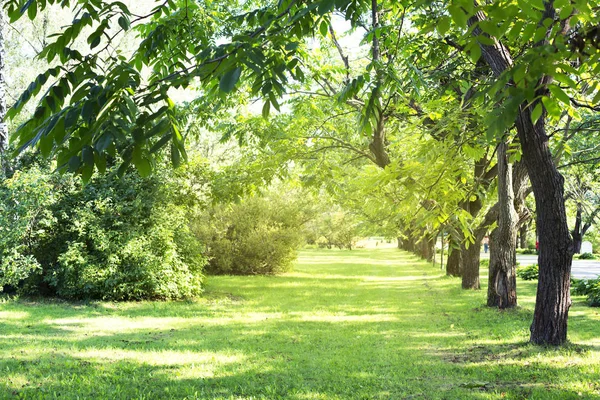 Beautiful Green Summer Garden Countryside Landscape — Stock Photo, Image