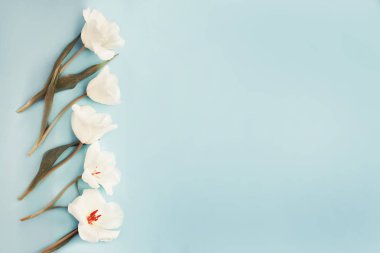 Mavi zemin üzerine Beyaz Lale ile bahar tatil kompozisyon