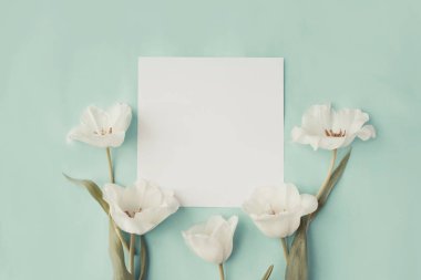 Beyaz Laleler ve boş kartı üzerinde mavi arka plan bahar tatil kompozisyonu