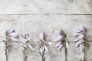 Pembe çiçekler kompozisyon üzerinde ahşap arka plan bahar