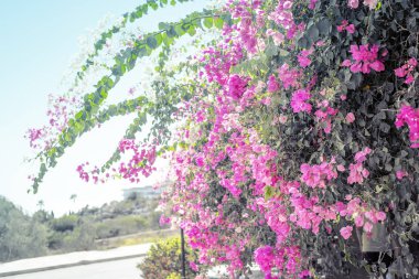 Pembe çiçek açması ağaç doğa bahar arka plan üzerinde