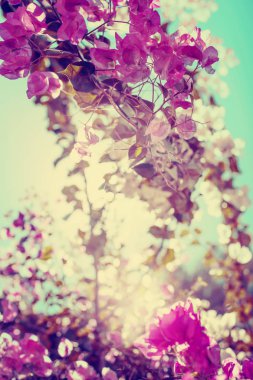 Pembe çiçek açması ağaç doğa bahar arka plan üzerinde