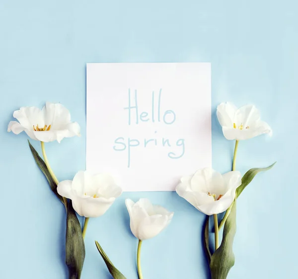 Floral Composition White Tulips Hello Spring Card Blue Background — Stock Photo, Image