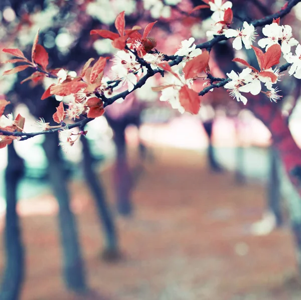 Floresce Árvore Branca Jardim Pomar Primavera — Fotografia de Stock