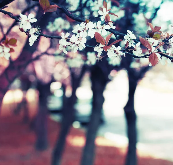 Красивые Ветви Деревьев Цветут Естественном Весеннем Саду — стоковое фото