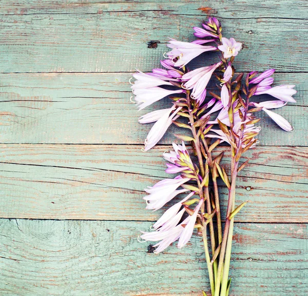 Frühling Rosa Blumen Komposition Über Hölzernen Hintergrund — Stockfoto