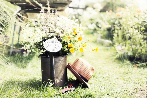 Lindas Flores Campo Regar Pode Jardim País Conceito Verão — Fotografia de Stock