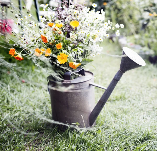 Lindas Flores Campo Regar Pode Jardim País Conceito Verão — Fotografia de Stock