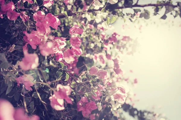 Rosa Blommande Träd Över Naturen Våren Bakgrund — Stockfoto