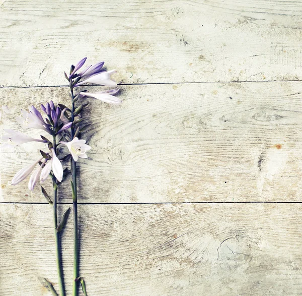 Composición Flores Primavera Sobre Fondo Madera Imágenes de stock libres de derechos