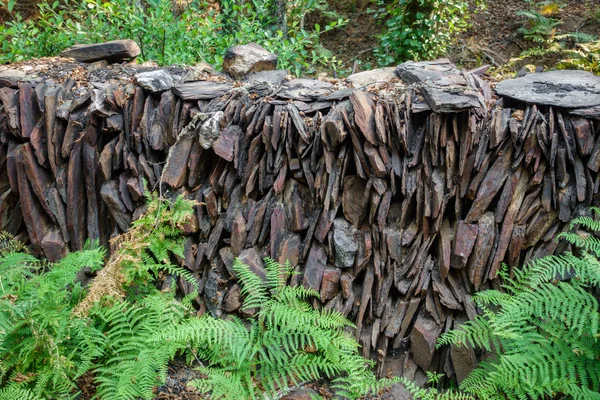 Břidlicovou zeď s kapradím — Stock fotografie