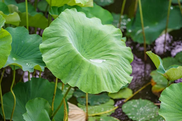 Foglia enorme con acqua — Foto Stock