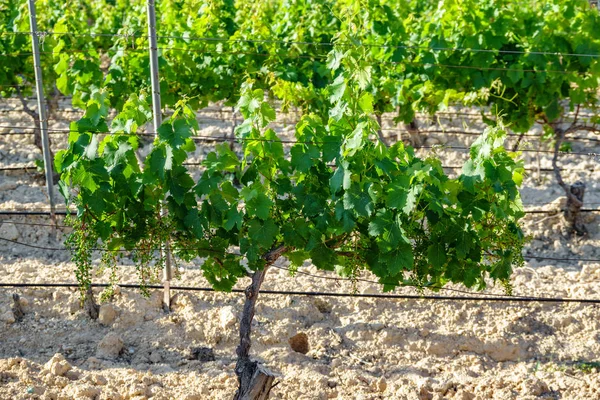 Grapevine plant in de wijngaard — Stockfoto