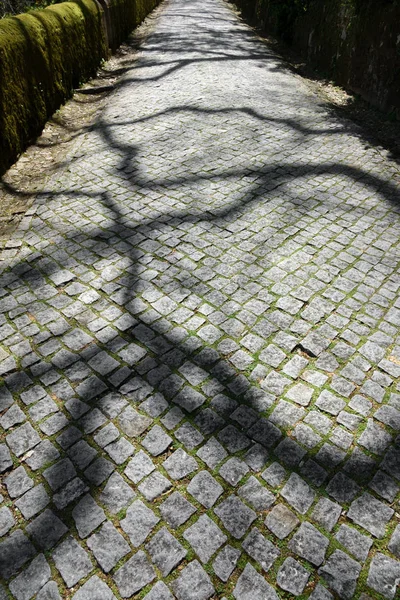 Wide Angle View Paved Road Forest Enigmatic Shadows — Stock Photo, Image