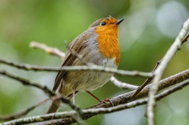 Erithacus rubecula üzerinde şube