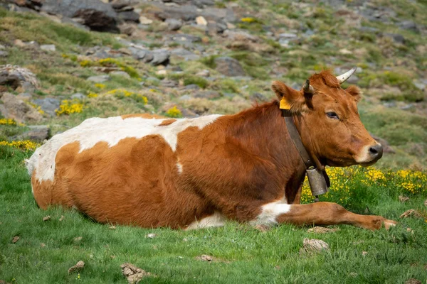Bruine en witte koe vastgestelde — Stockfoto