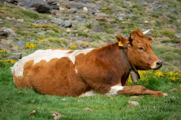 Vaca marrón y blanca acostada Imágenes De Stock Sin Royalties Gratis