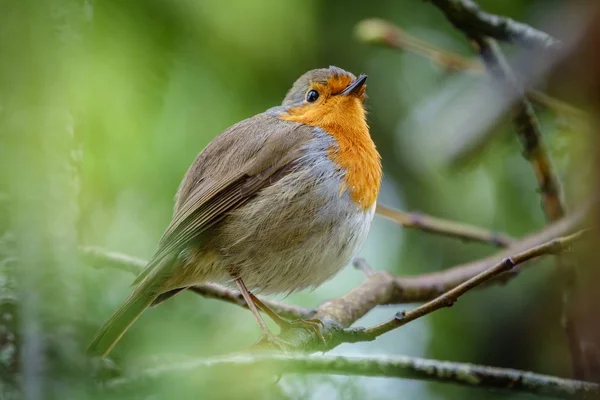 Erithacus rubecula と支店 — ストック写真