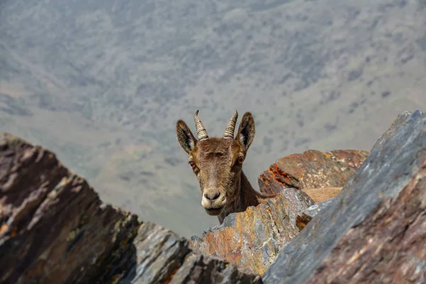 Cabeça de cabra da montanha escondida olhando para a câmera — Fotografia de Stock