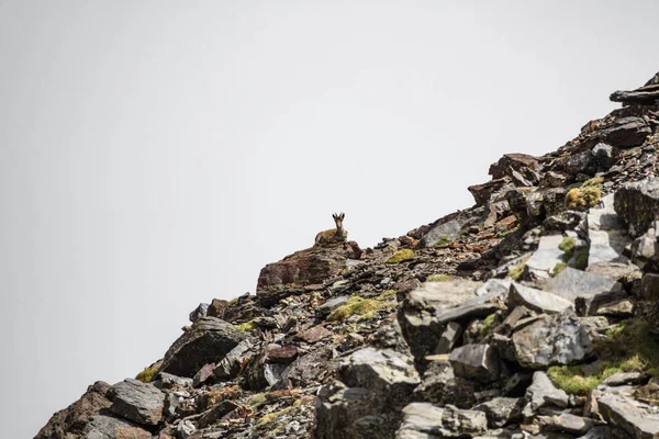 Bergziege legte sich auf Bergrand — Stockfoto