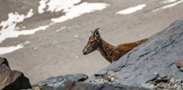 Horská koza na vrcholové skále s vyplazeným — Stock fotografie