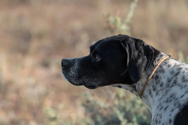 Vy av pekaren stamtavla hund, suddig bakgrund — Stockfoto