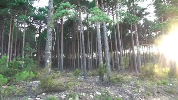 Super slow motion borového lesa a slunce — Stock video
