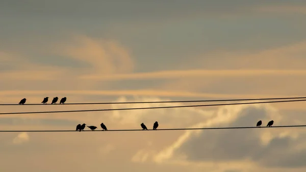 Gece karanlığında elektrik telleri üzerinde oturan sığırcık — Stok fotoğraf