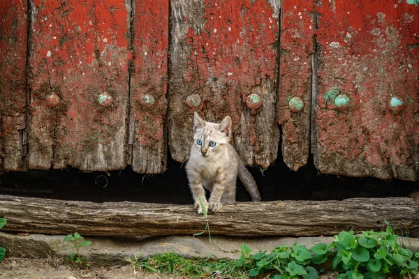 Old red wooden door and kitten under it — Stock Photo, Image