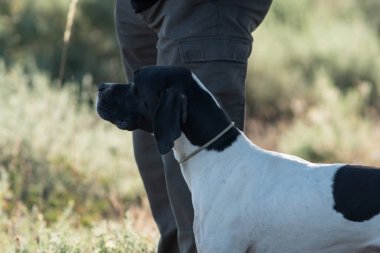 Profil görünümü işaretçi köpek sahibi ile