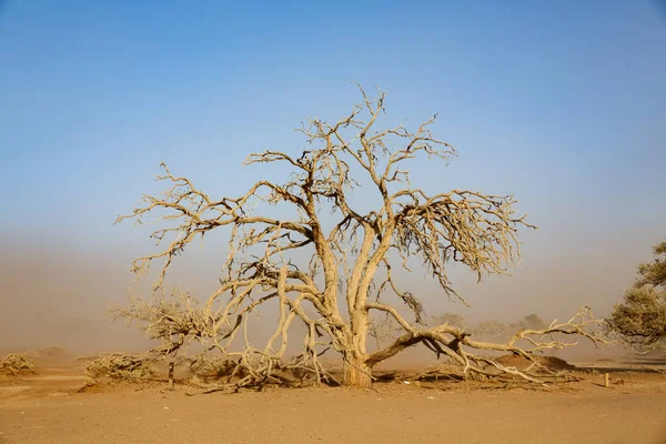 Árbol muerto bajo tormenta de arena en el desierto africano —  Fotos de Stock