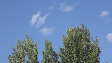 Kavak ağacı üst kamera karşısına mavi gökyüzü kayar