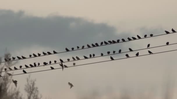 Flock starar fåglar vänster strömkabeln i skymningen — Stockvideo