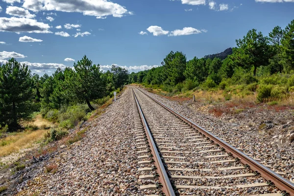 Railway into the pine tree forest, wide angle — Stock Photo, Image