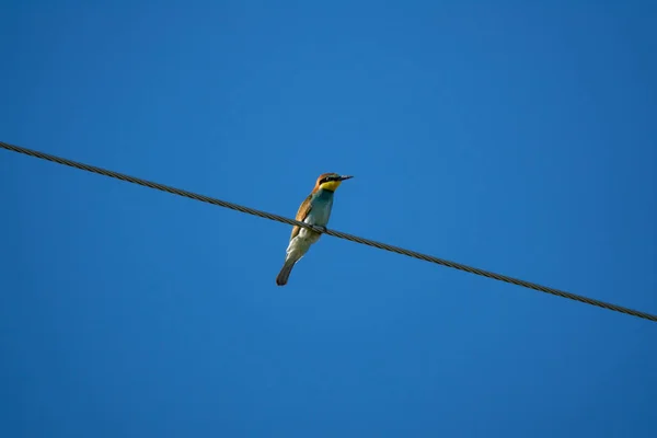 Comedor de abelhas sobre cabo de alta tensão e céu azul — Fotografia de Stock