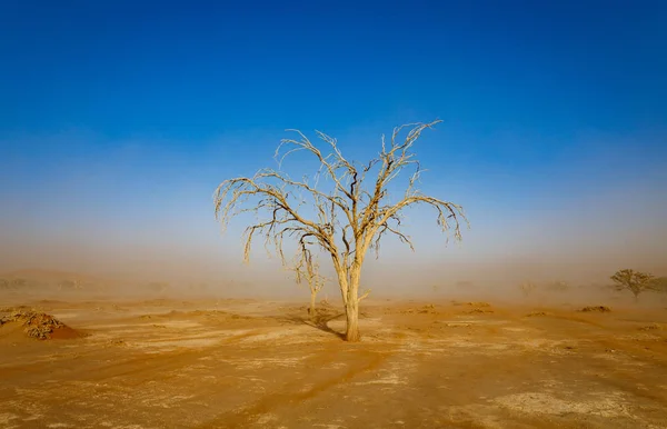 Zmarłe drzewo pod piaskową w afrykańskiej pustyni, Błękitne niebo — Zdjęcie stockowe