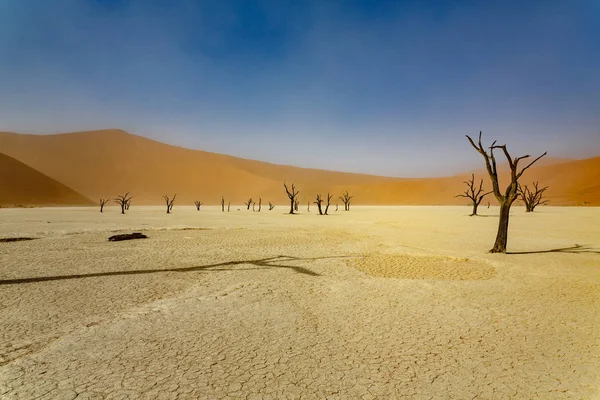 Dead Acacia trees in Sossusvlei, Namib desert. — Stock Photo, Image