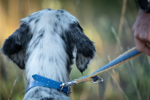 Вид сзади родословной головы собаки с рукой владельца и ремешком — стоковое фото