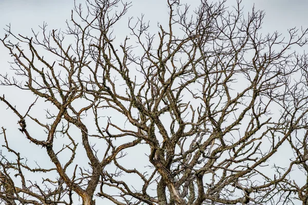 白い空、高いセクションに対して木の枝が死んだ — ストック写真