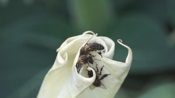 Bee esquerdas flor em movimento super lento — Vídeo de Stock