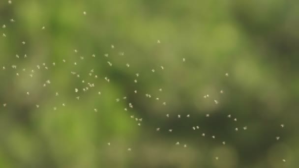 Mosquitos volando con fondo borroso — Vídeo de stock