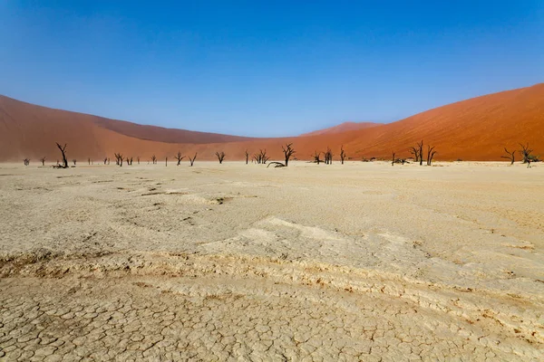 Deadvlei, pan białej glinki w Sossusvlei, wewnątrz na Pustyni Namib. — Zdjęcie stockowe