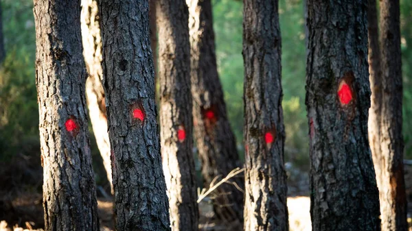 Árvores marcadas para corte com pontos vermelhos — Fotografia de Stock