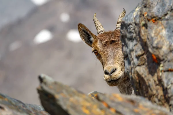 Cabeza de cabra de montaña oculta en la cima del pico Mulhacen — Foto de Stock